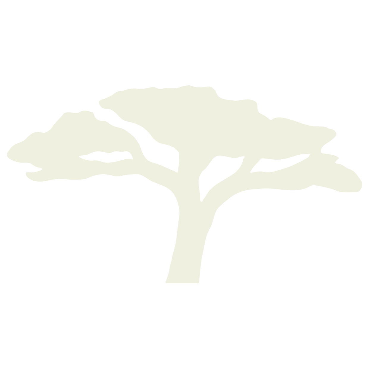 Acacia Baum
